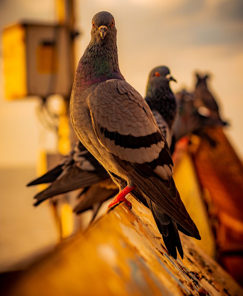 Photo #13740213