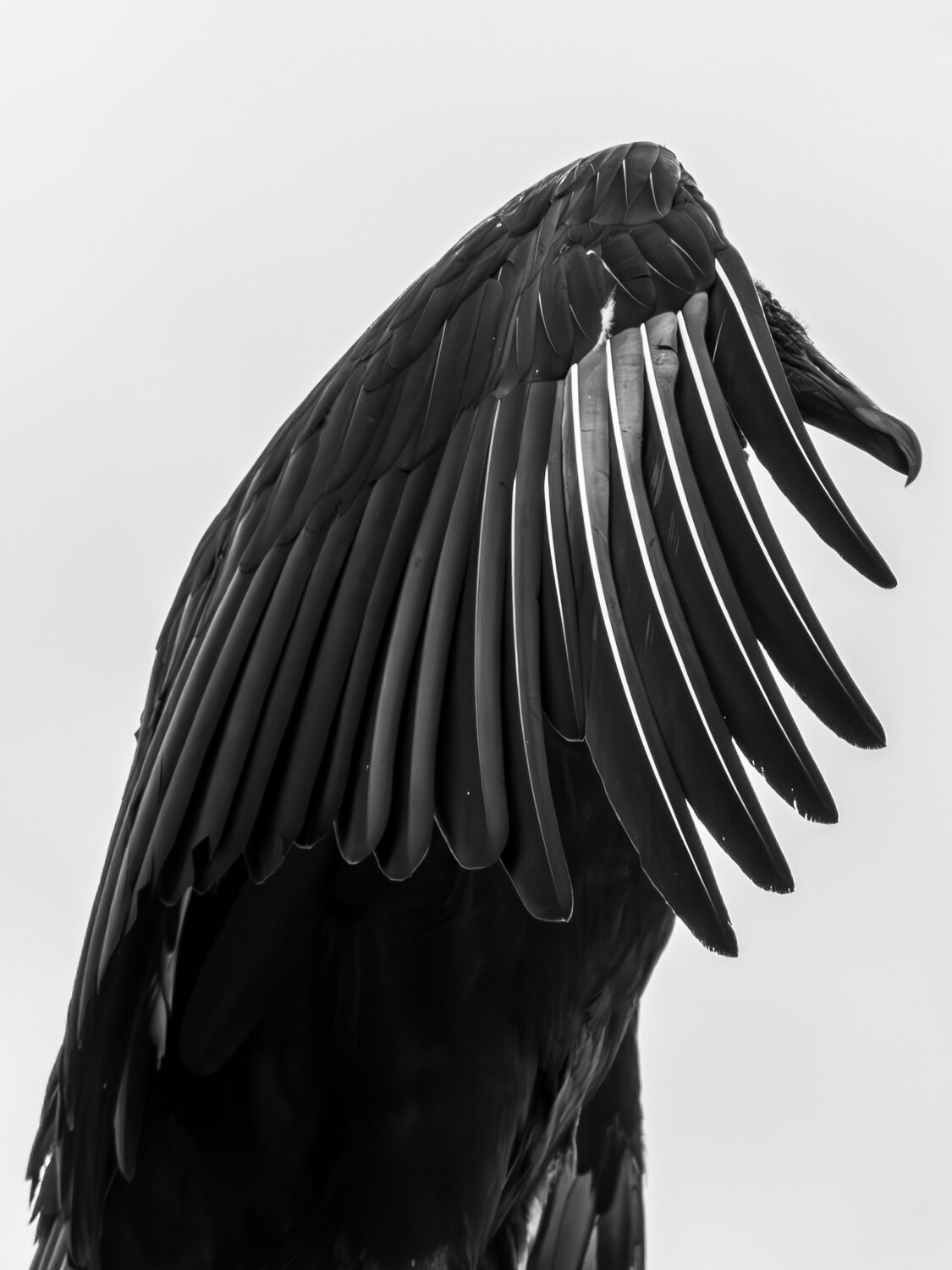 Photo #13740285