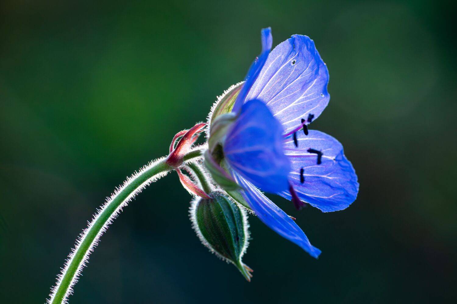 Sunny flower