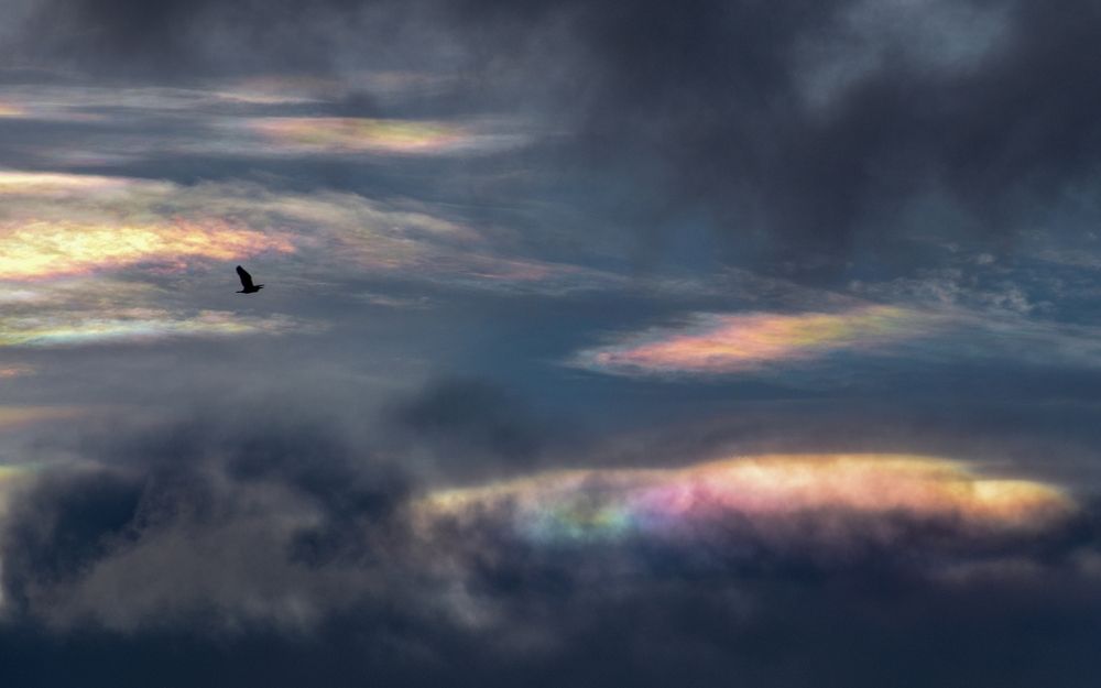 Bird flying through iridescent clouds