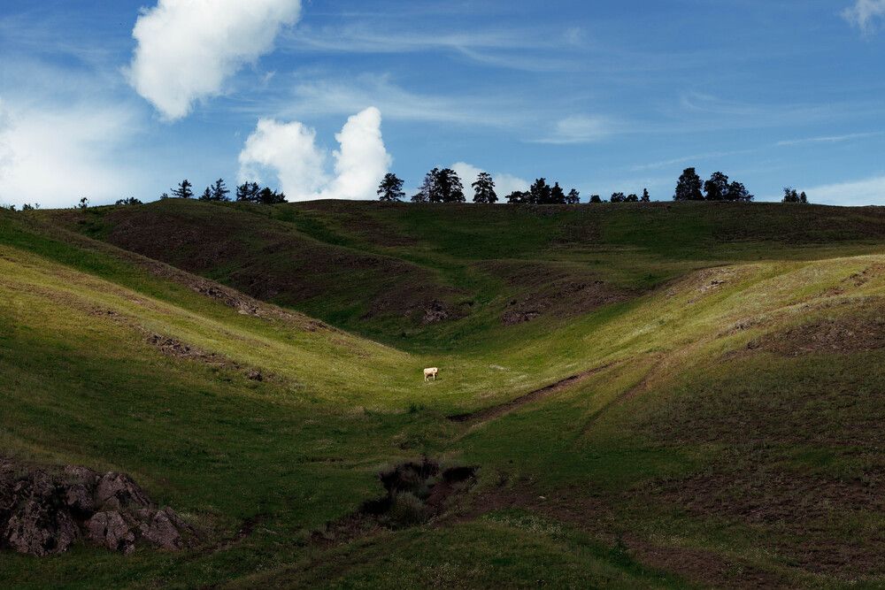 Белая Корова