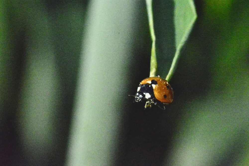 ladybug
