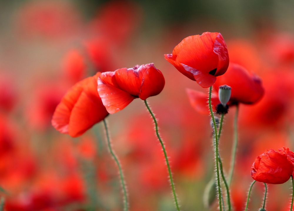 Photograph by Галина Волкова