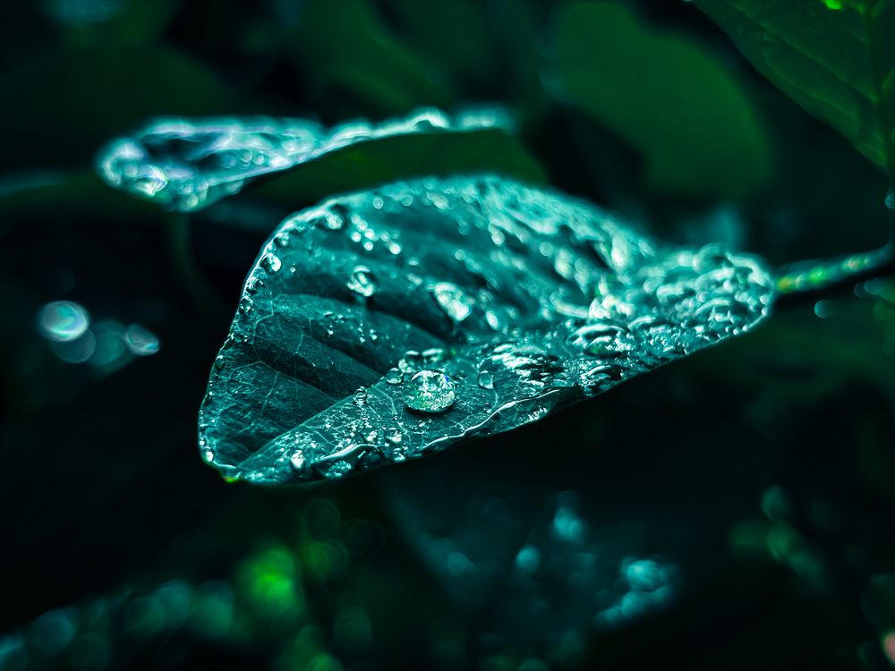 Nature