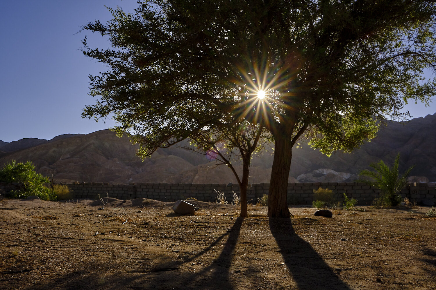 Sunburst Through Tree Branches