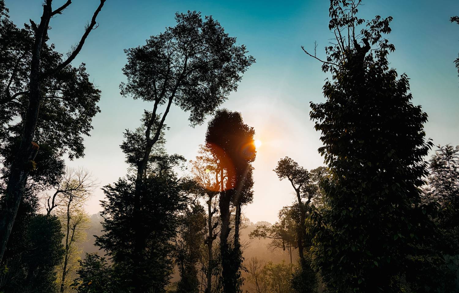 Nature
