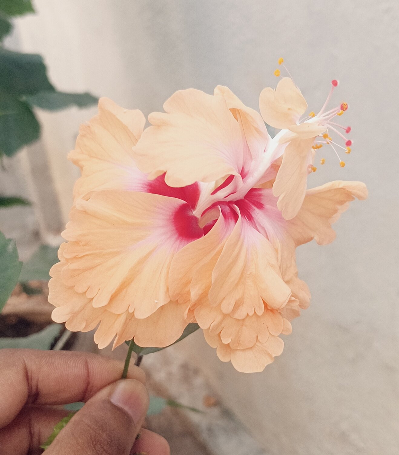 Flower Flower