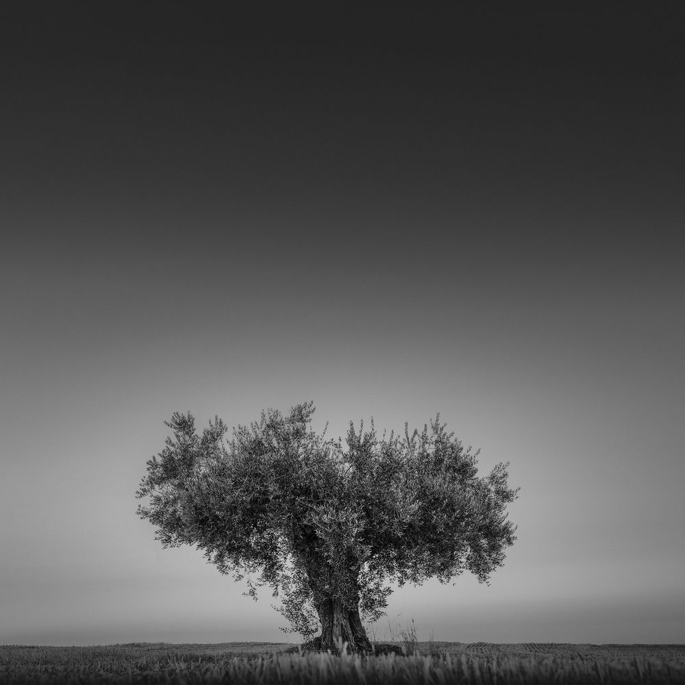 Photograph by de Franzoni Thomas