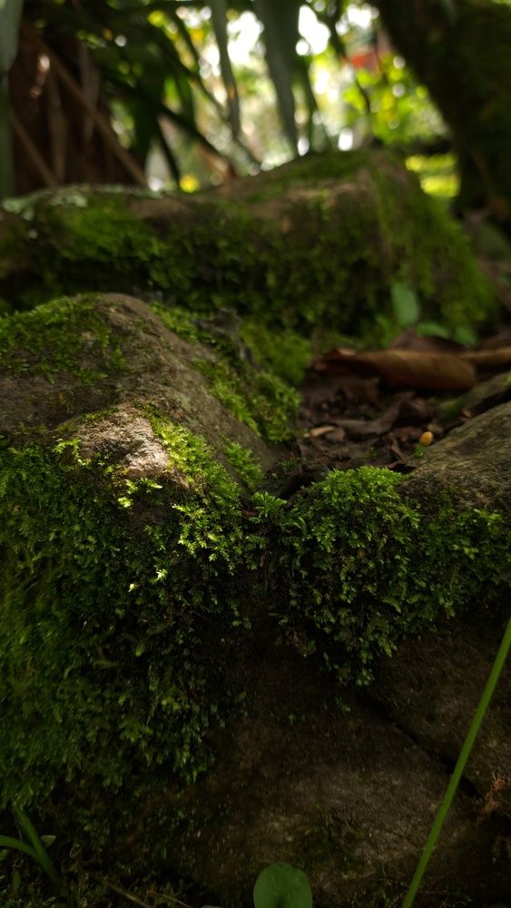 Acercamiento natural