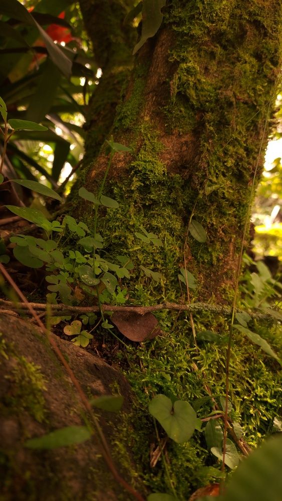 Acercamiento natural