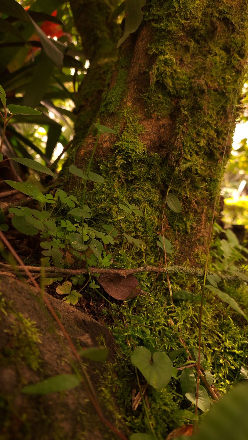 Acercamiento natural