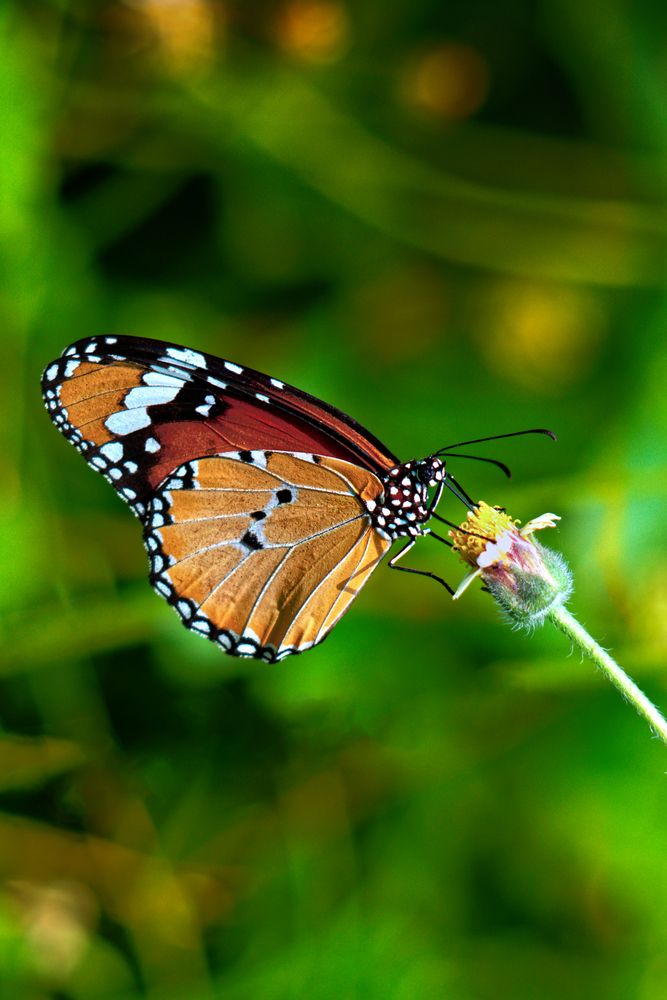 Photograph by Surjadeep Gupta