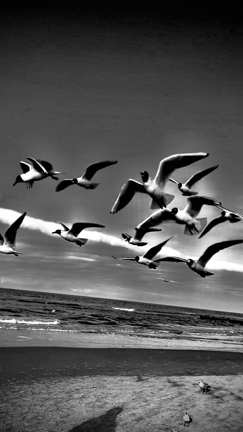 Lovely Sea Birds