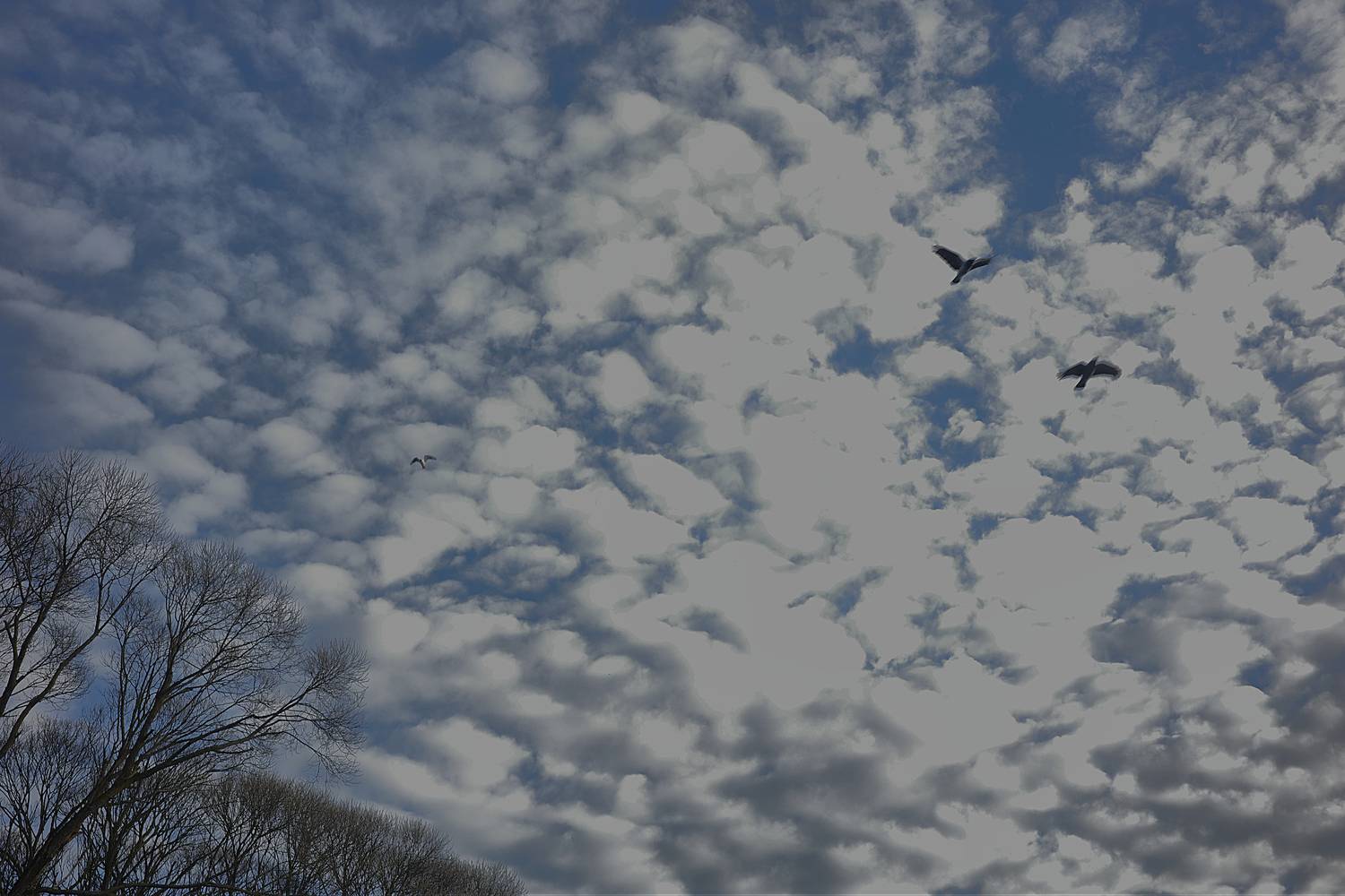 Photo #13748360