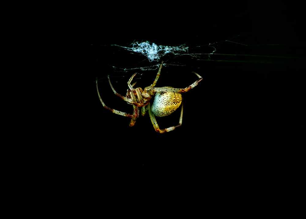 Suspended in the Dark