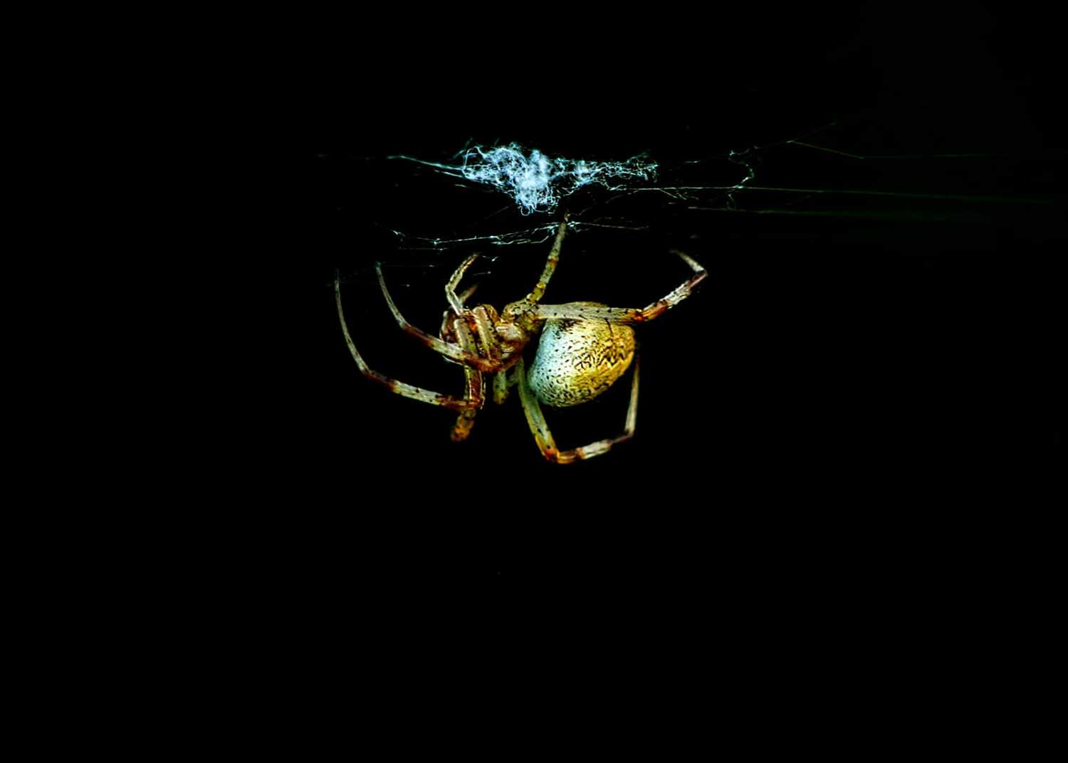 Suspended in the Dark
