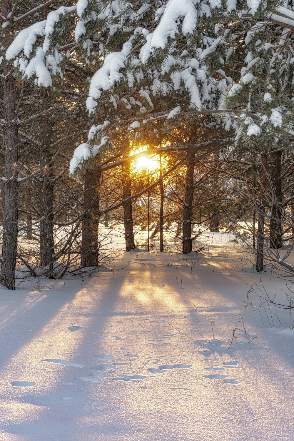 Photo #13749776