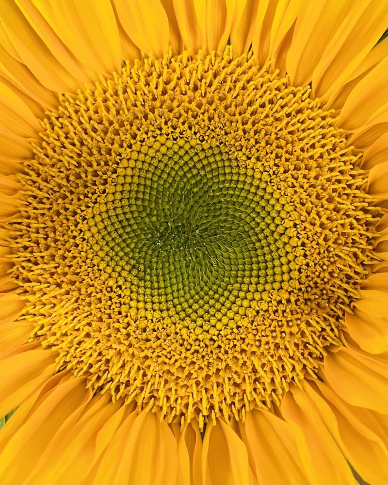 Sunflower heart