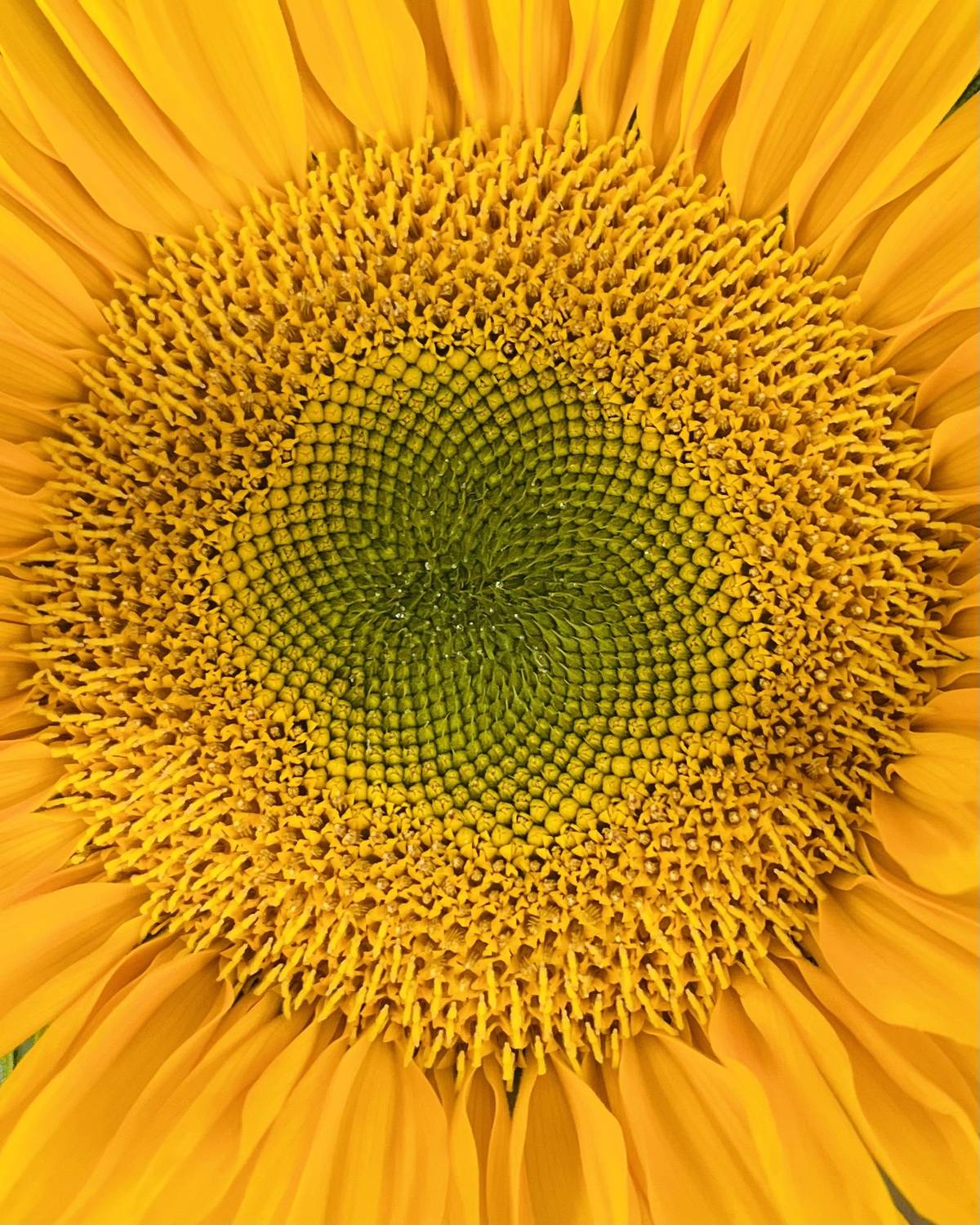 Sunflower heart