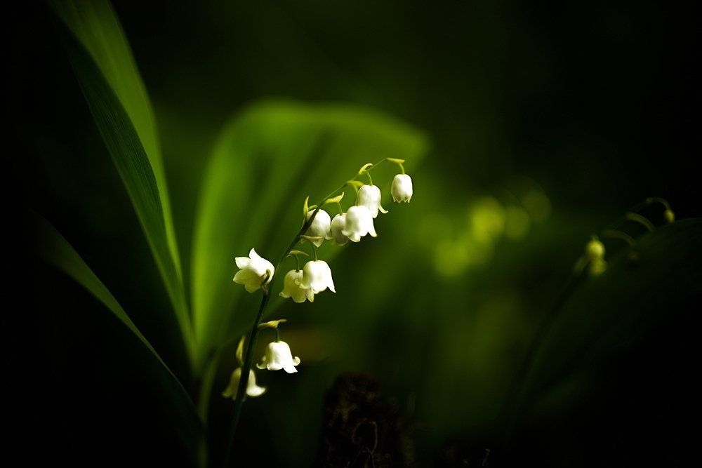 Лесные фонарики