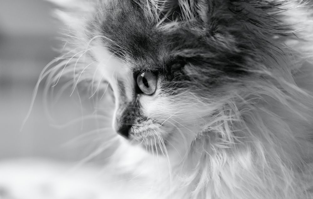 Которебенок.