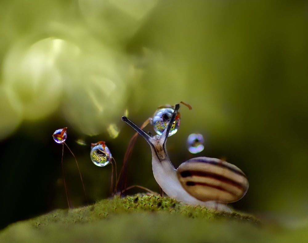 Вкусные капельки