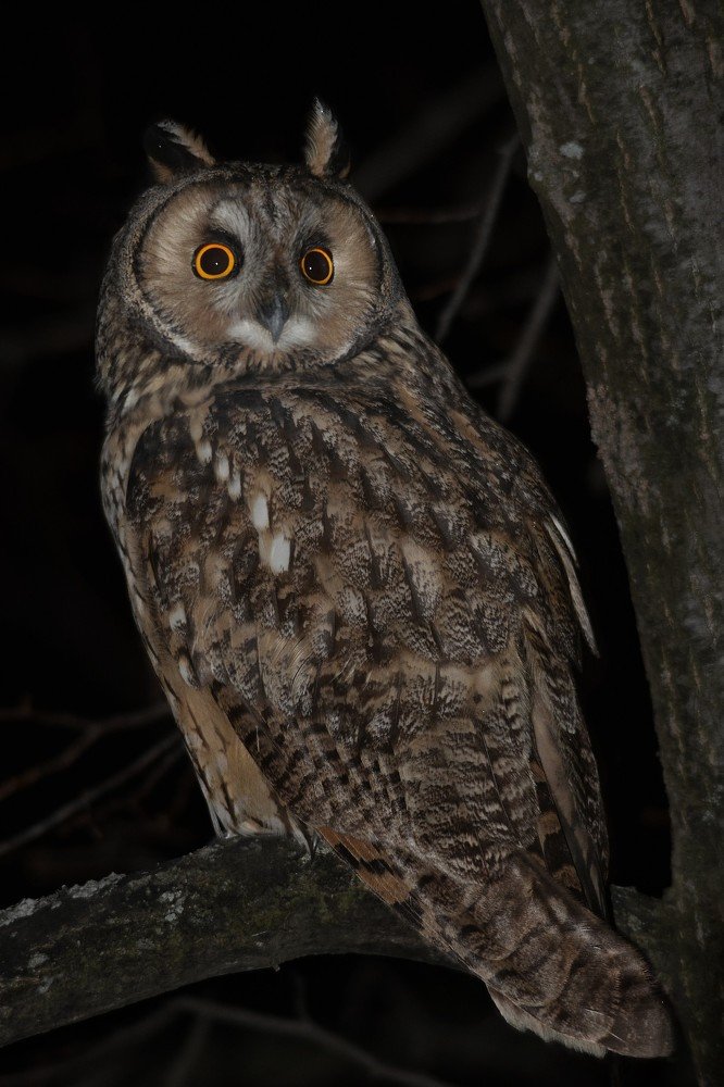 Ушастая сова - Asio otus
