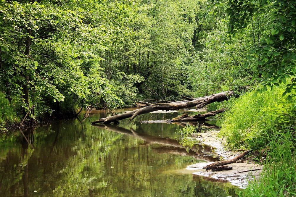 На тихой речке