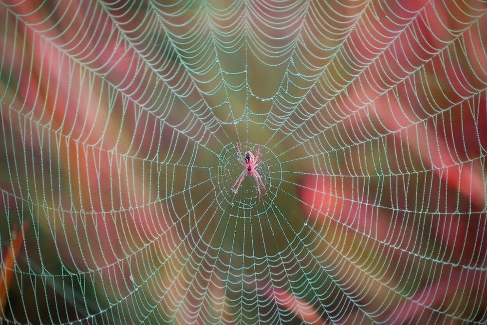 Узоры природы