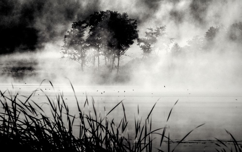 птицы над водой