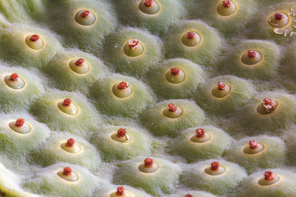 Жизнь растений...микрокосм...