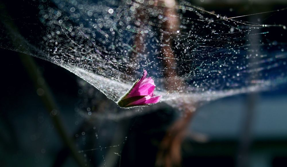 легкость бытия