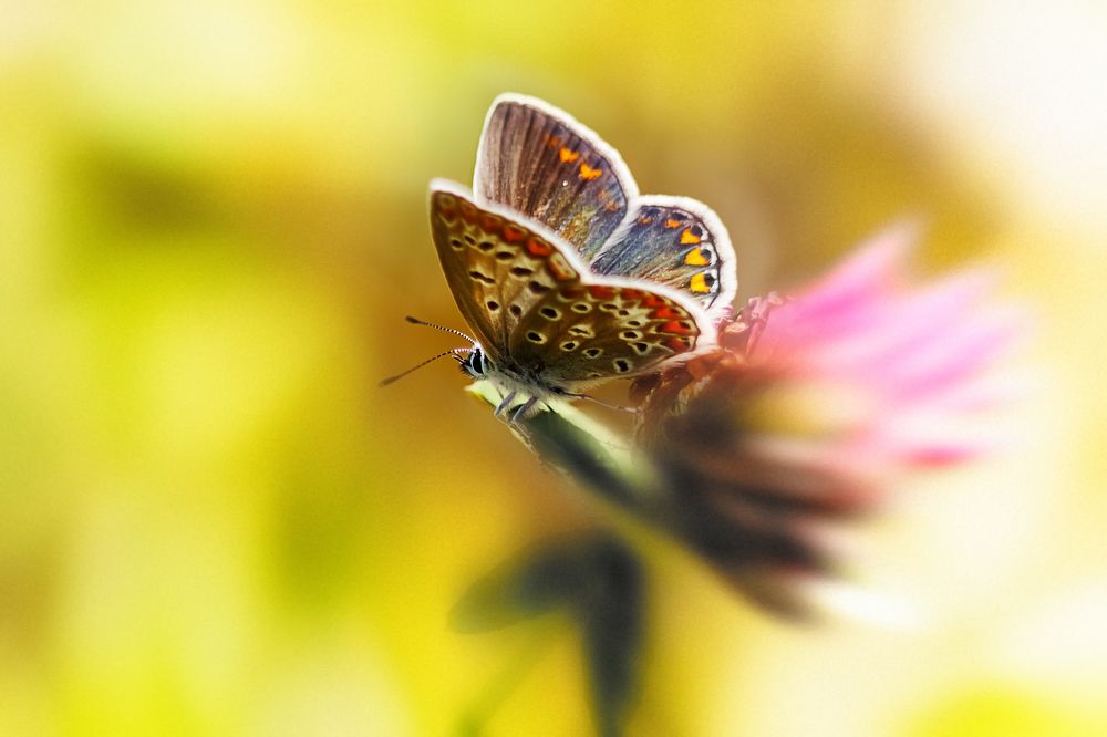 один день бабочки