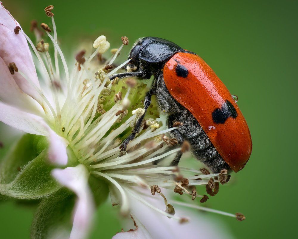 Портрет жука листоеда