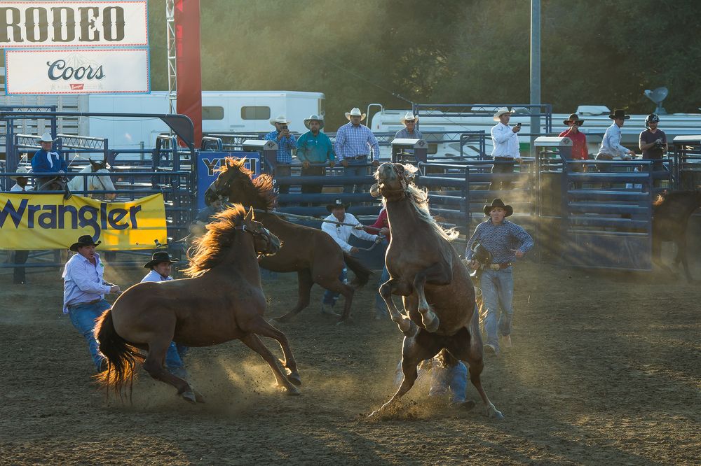 Непокорность