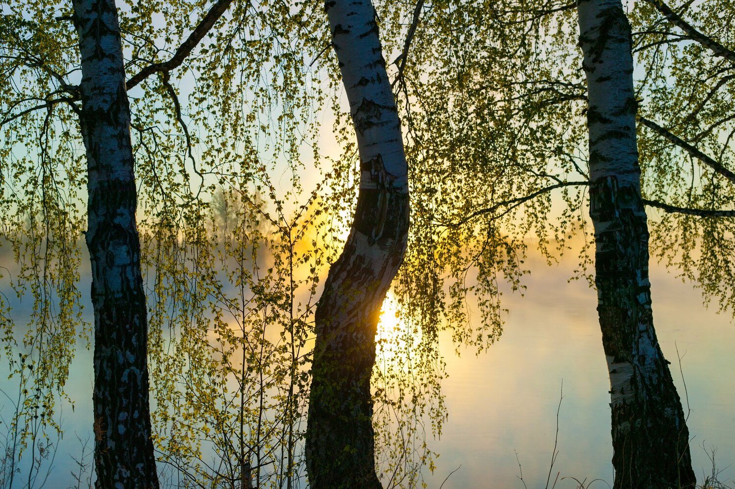 Берёзки