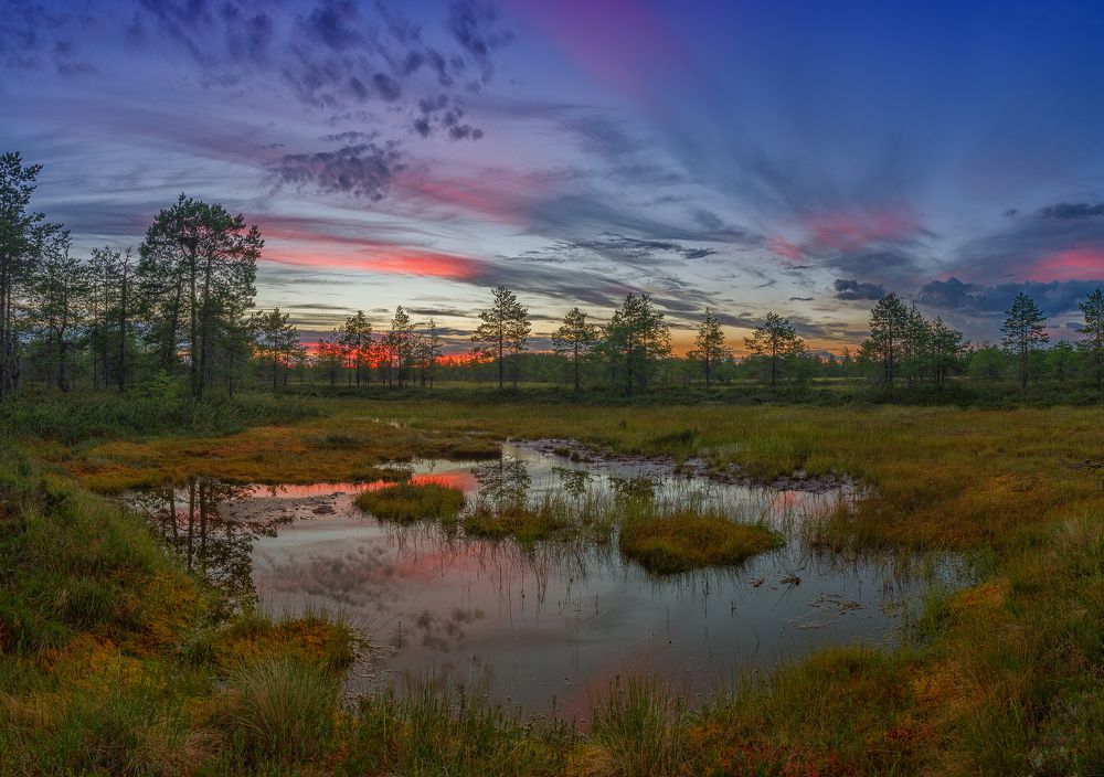 Закат на болоте