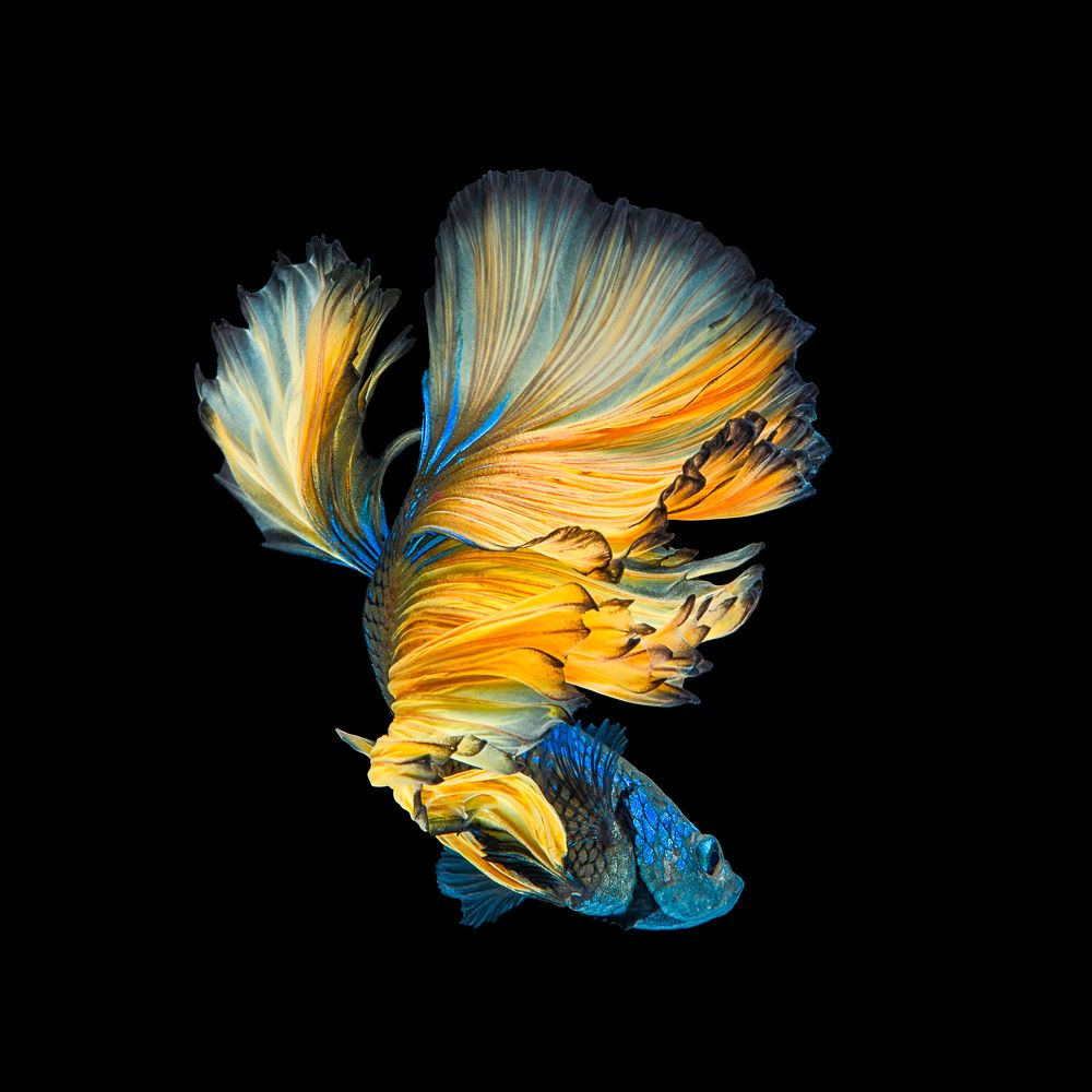 Blue-Yellow Betta