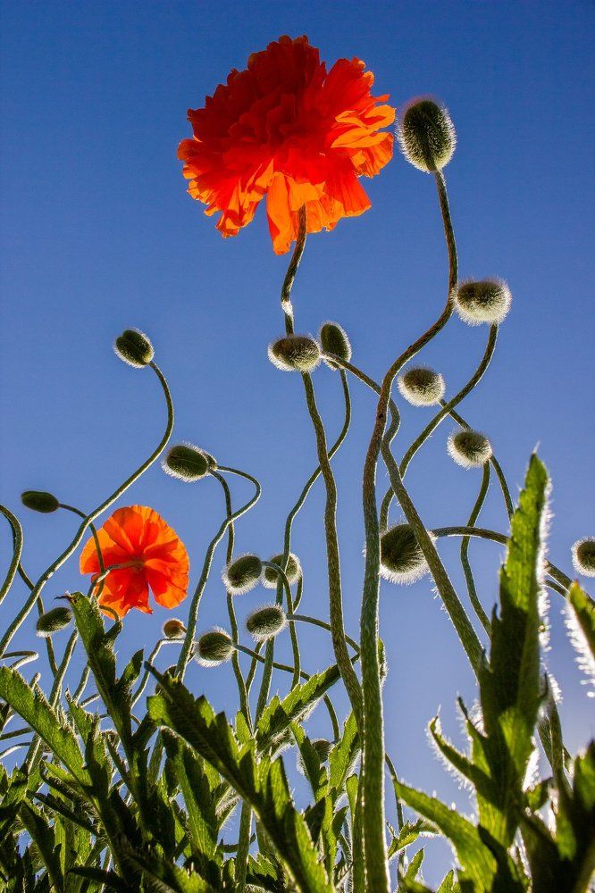 Мир глазами жука