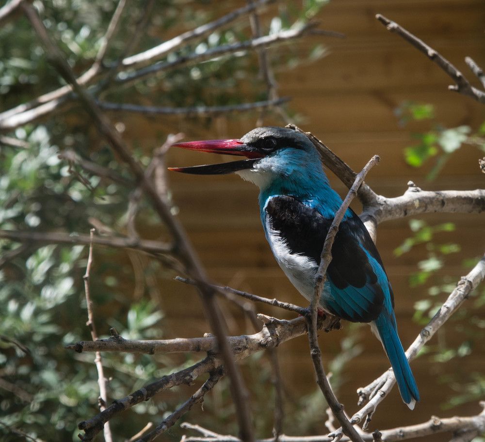 Птица дикая