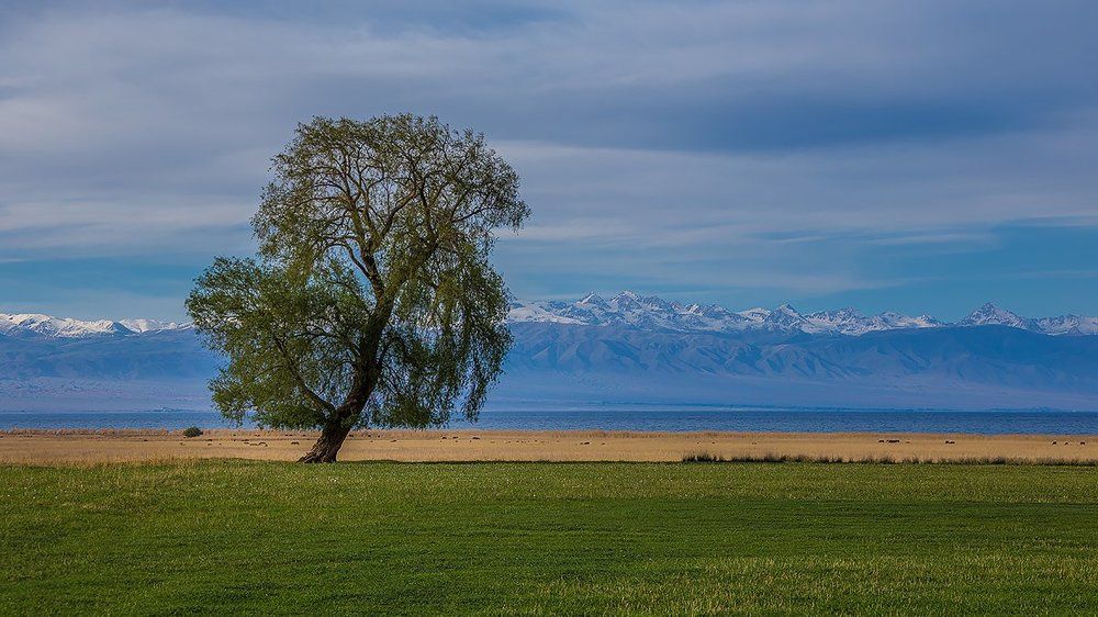 вкусная... желтая линия