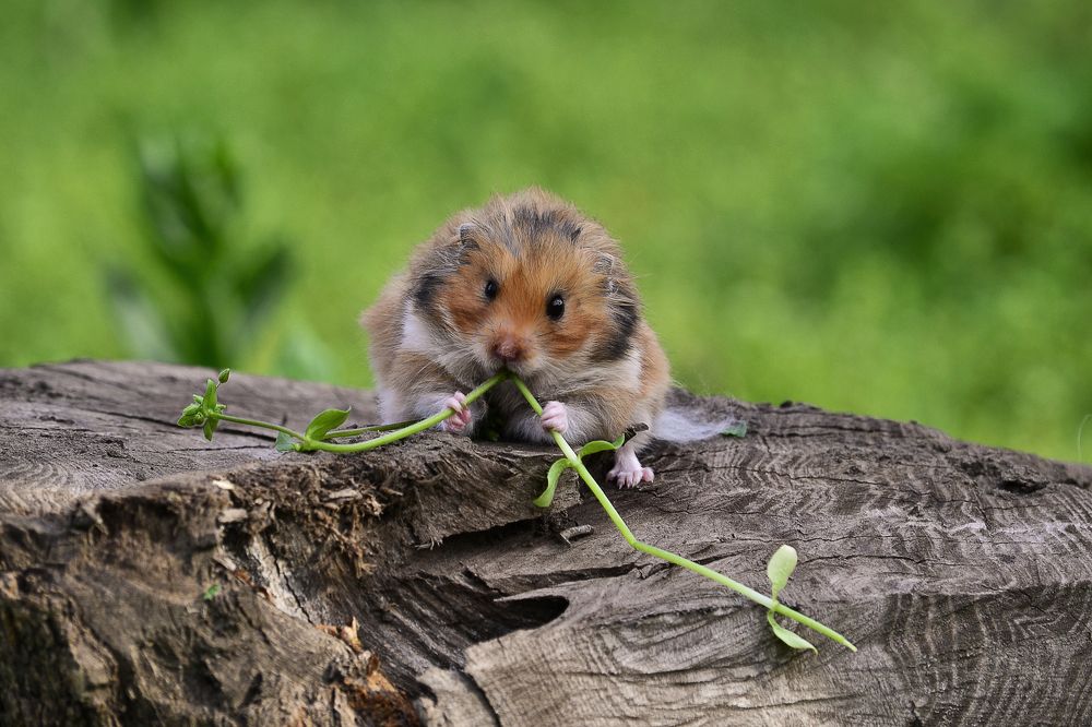 Раз травинка, два травинка...
