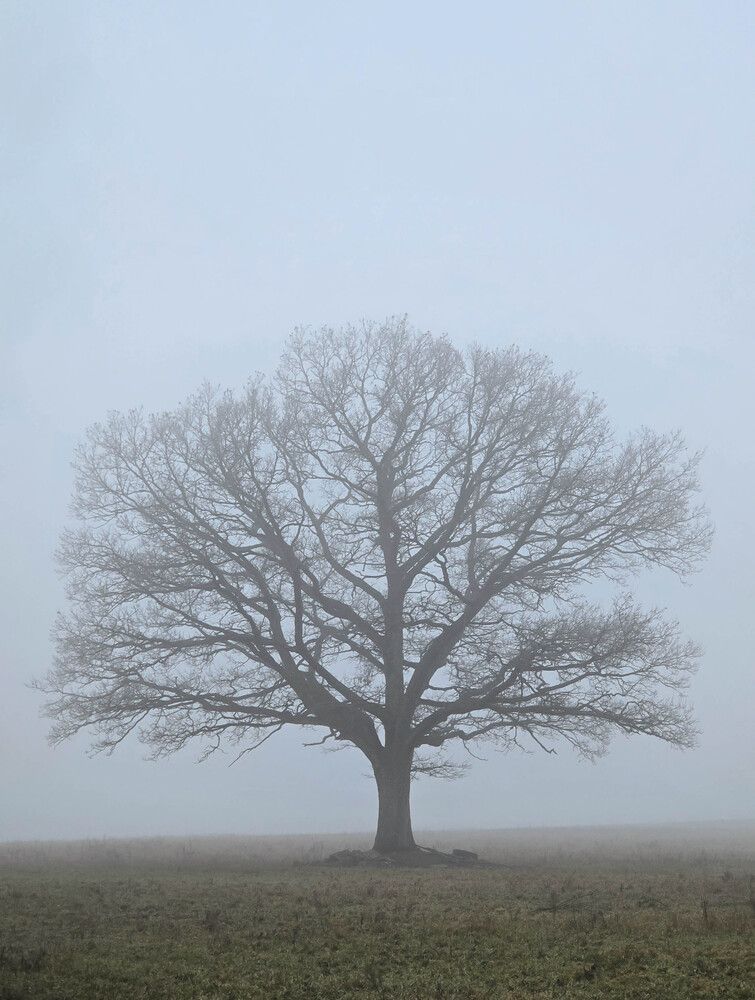 Photo #13750077