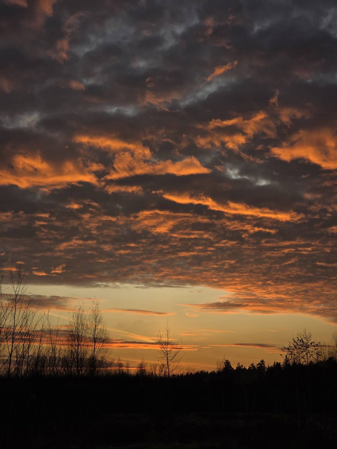 Photo #13750448