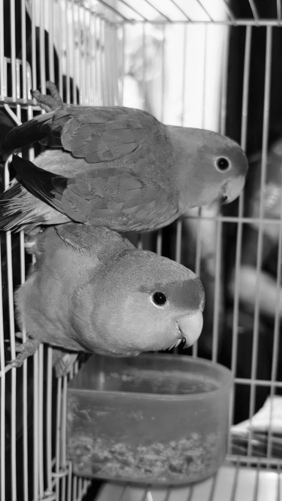 Black and white photography