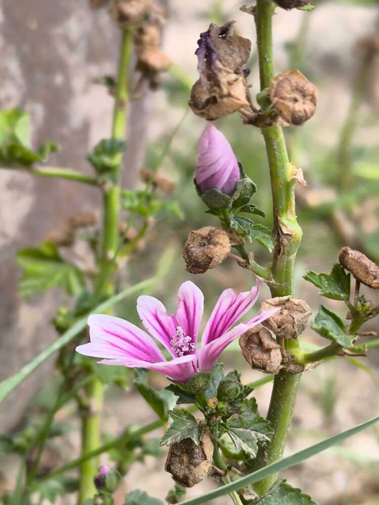 Pink flower bloom with bud in natural garden