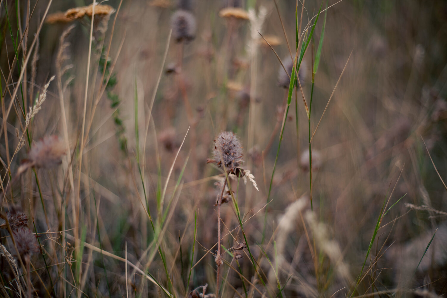 Photo #13751864