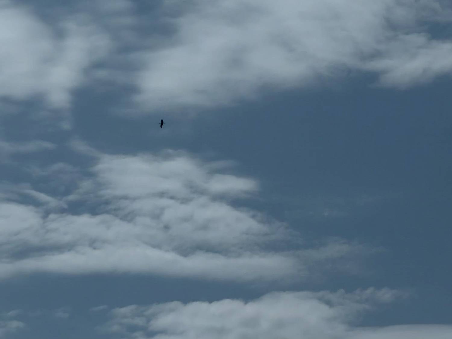 Photo #13752288