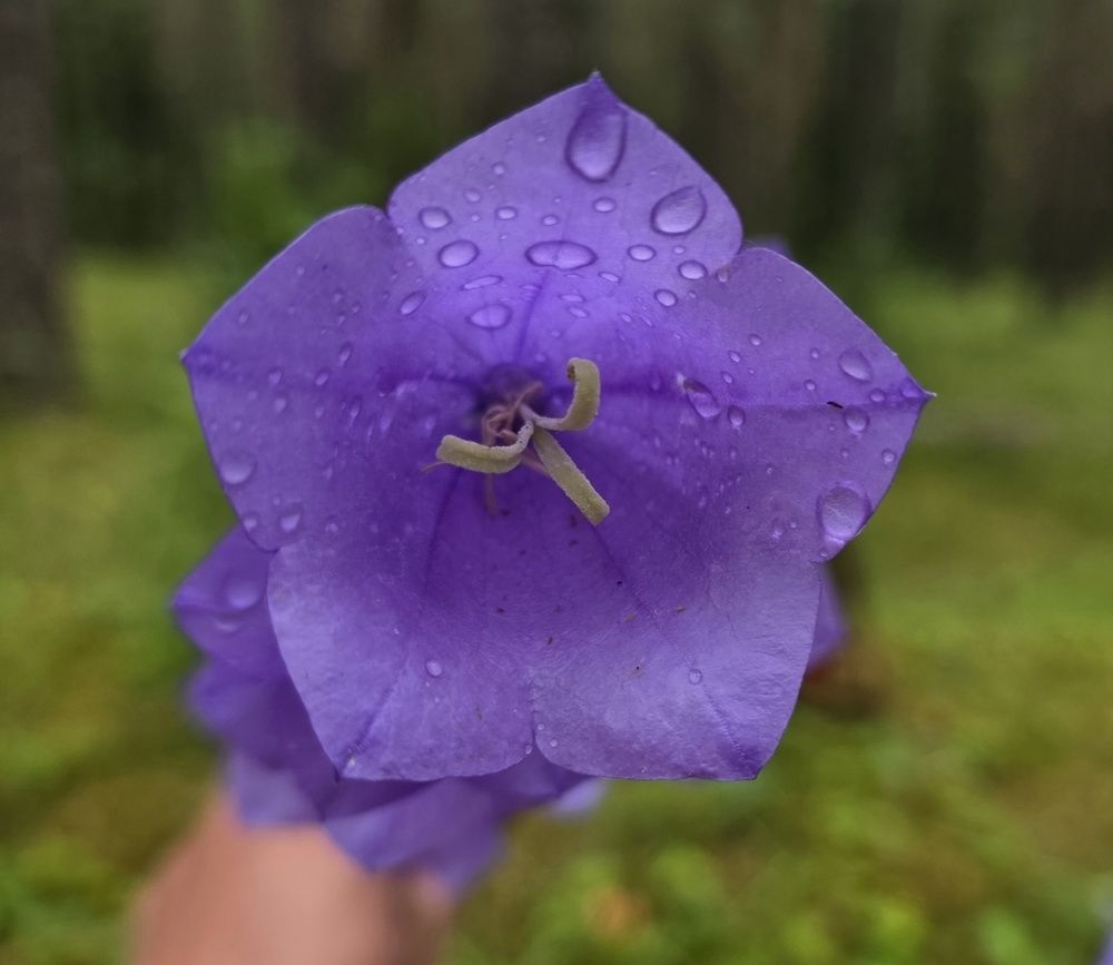 Фотография автора Инна Савичева