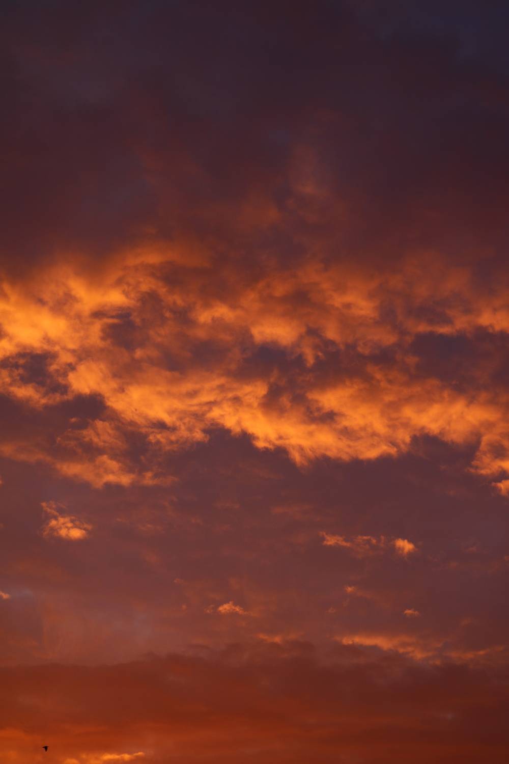 Photo #13752532